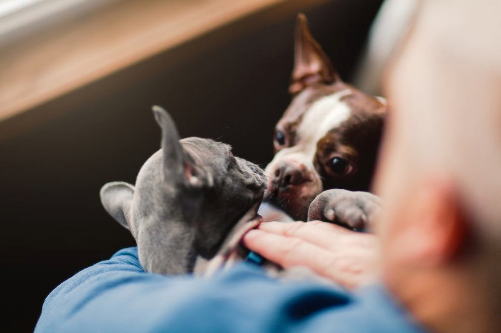 Katze und kleiner Hund kuscheln auf dem Schoß, Nase an Nase