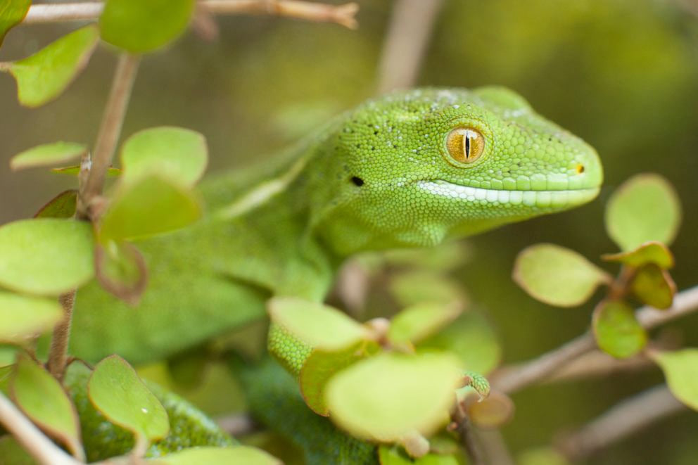Grüne Echse im Geäst, Nahaufnahme mit unscharfem Blätterhintergrund