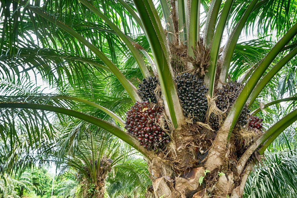 Ölpalme mit Fruchtständen am Stamm, Plantage im Hintergrund