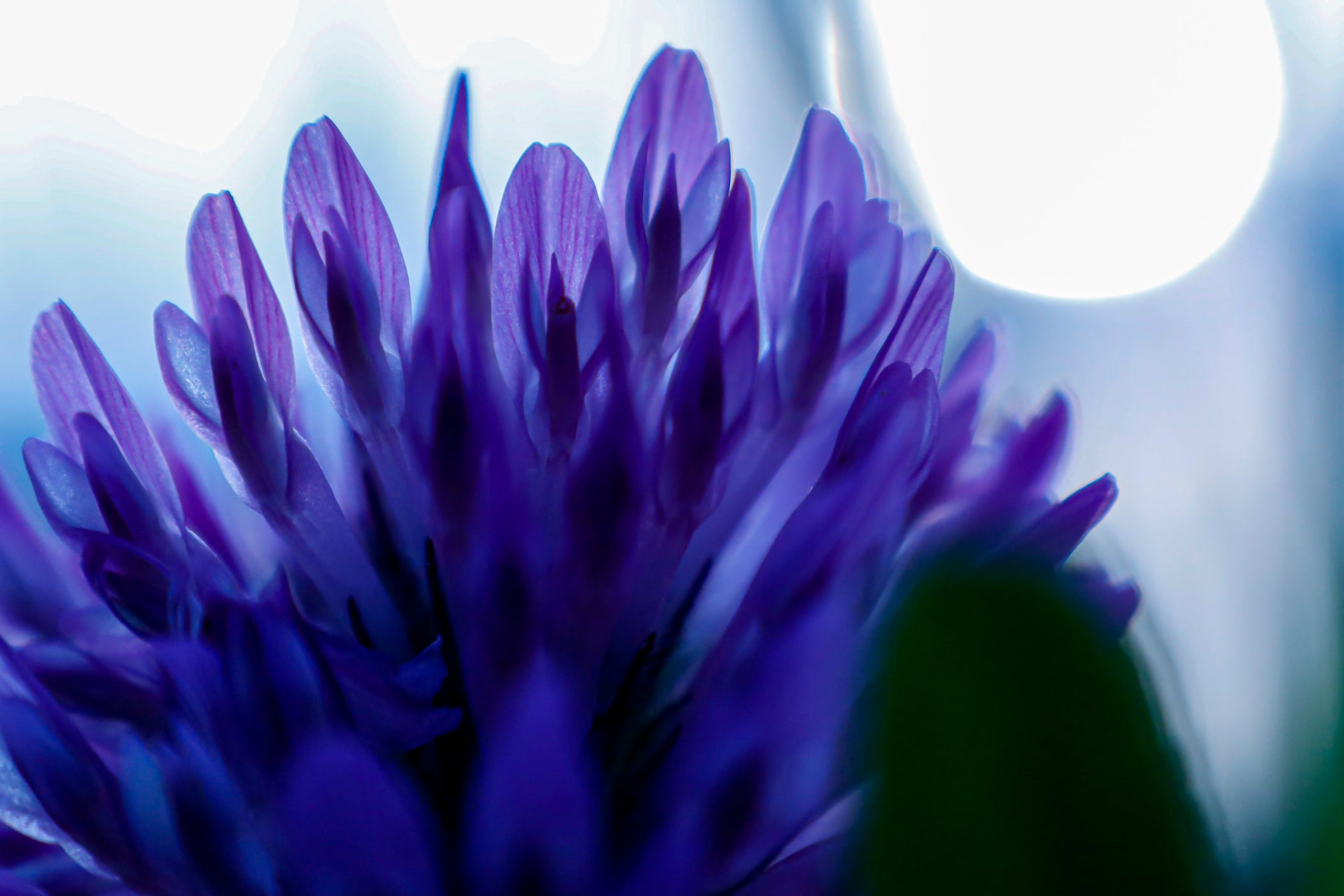 Nahaufnahme Bakuchiol Blüte