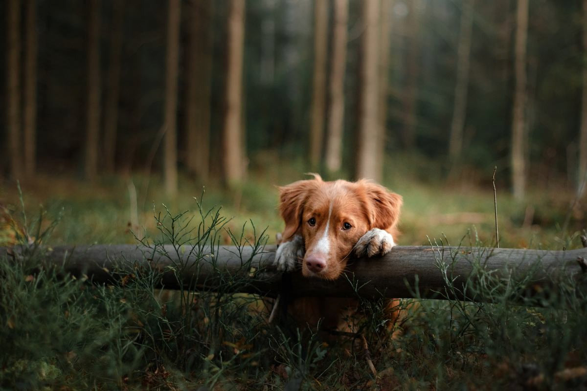 Hund lehnt Pfoten auf Baumstamm im Wald und schaut in die Kamera