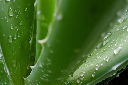 Bio-Aloe-Vera