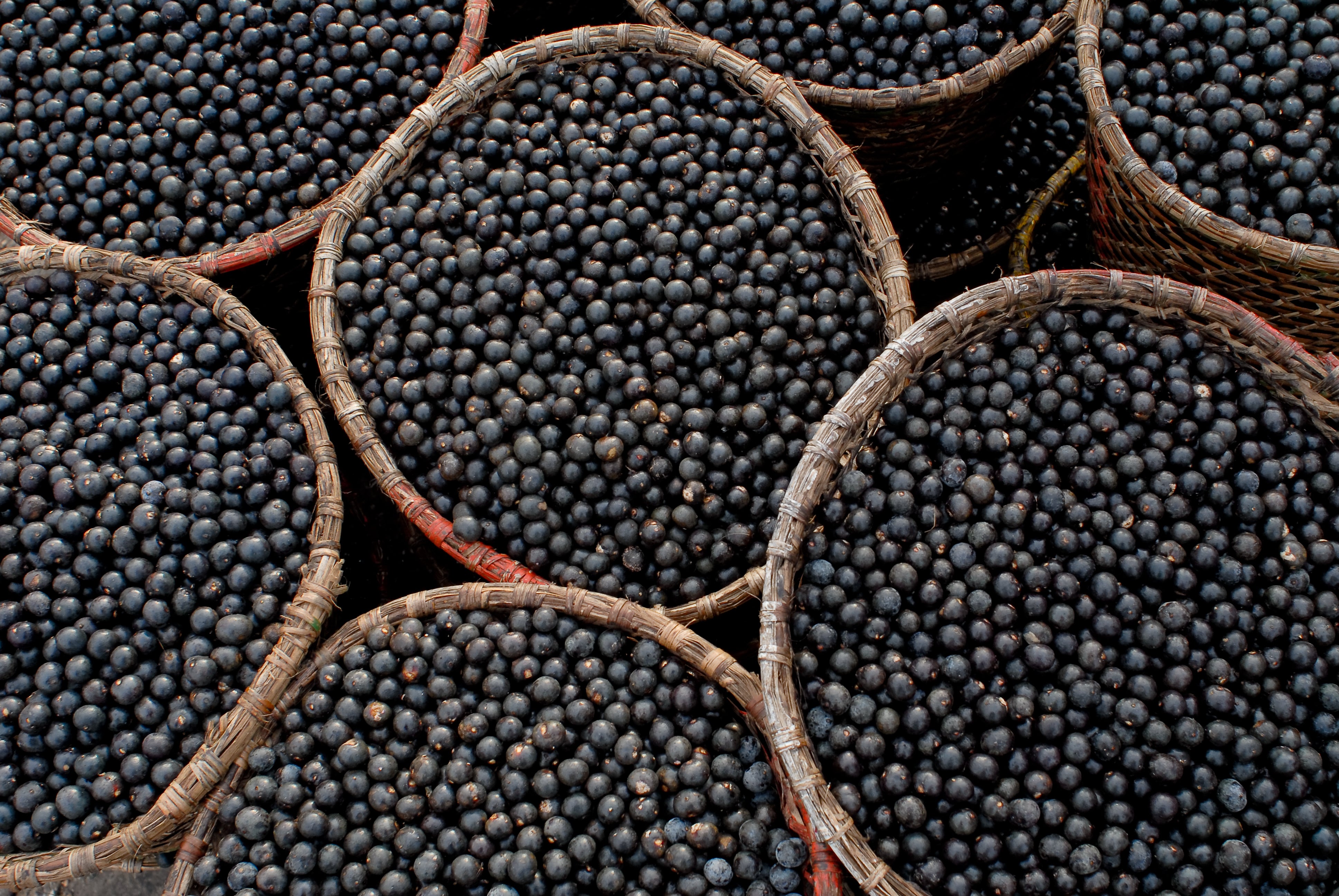 Körbe mit Acaibeeren