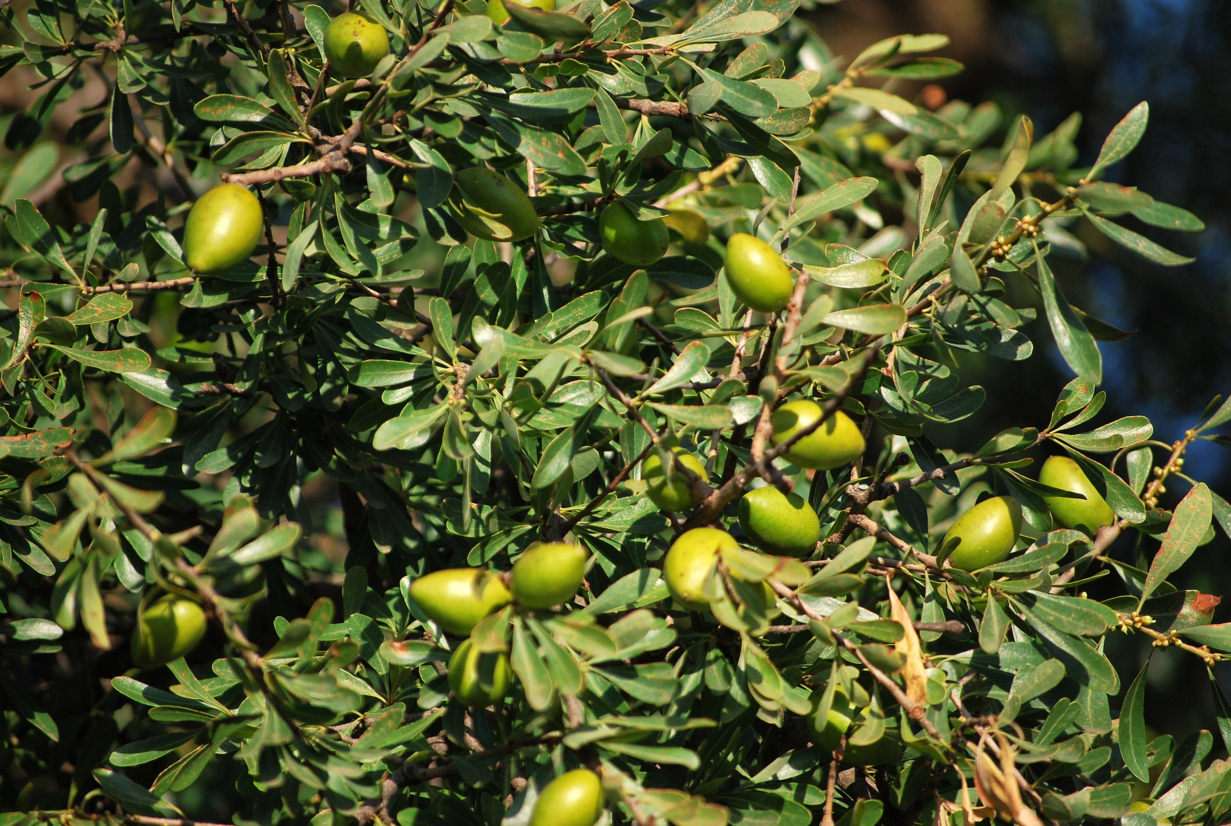 reife Arganfrüchte an einem Arganbaum