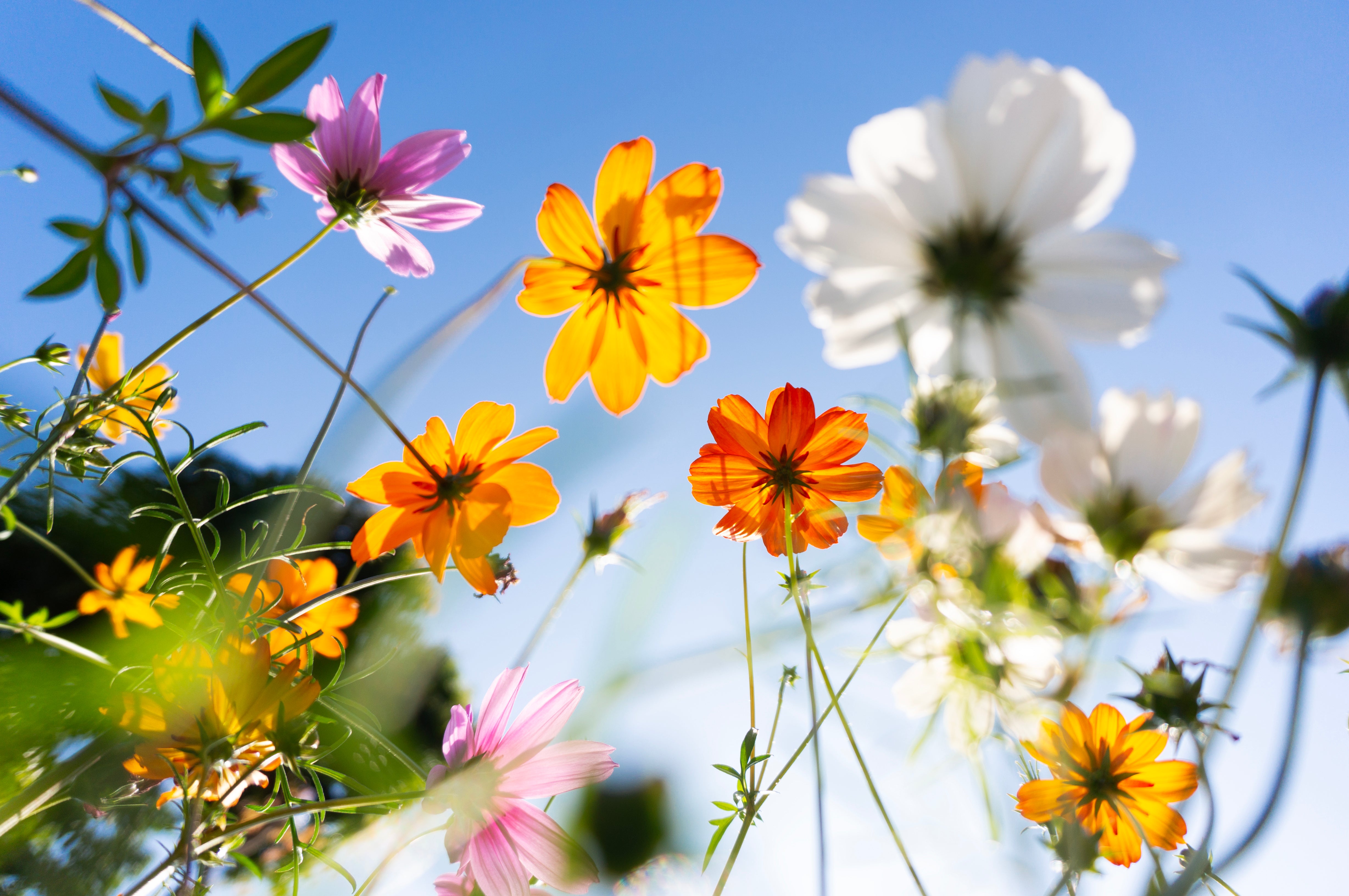 Blumenwiese mit Nahaufnahmen von verschiedenen Blumen