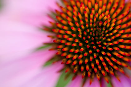 Bio-Echinacea