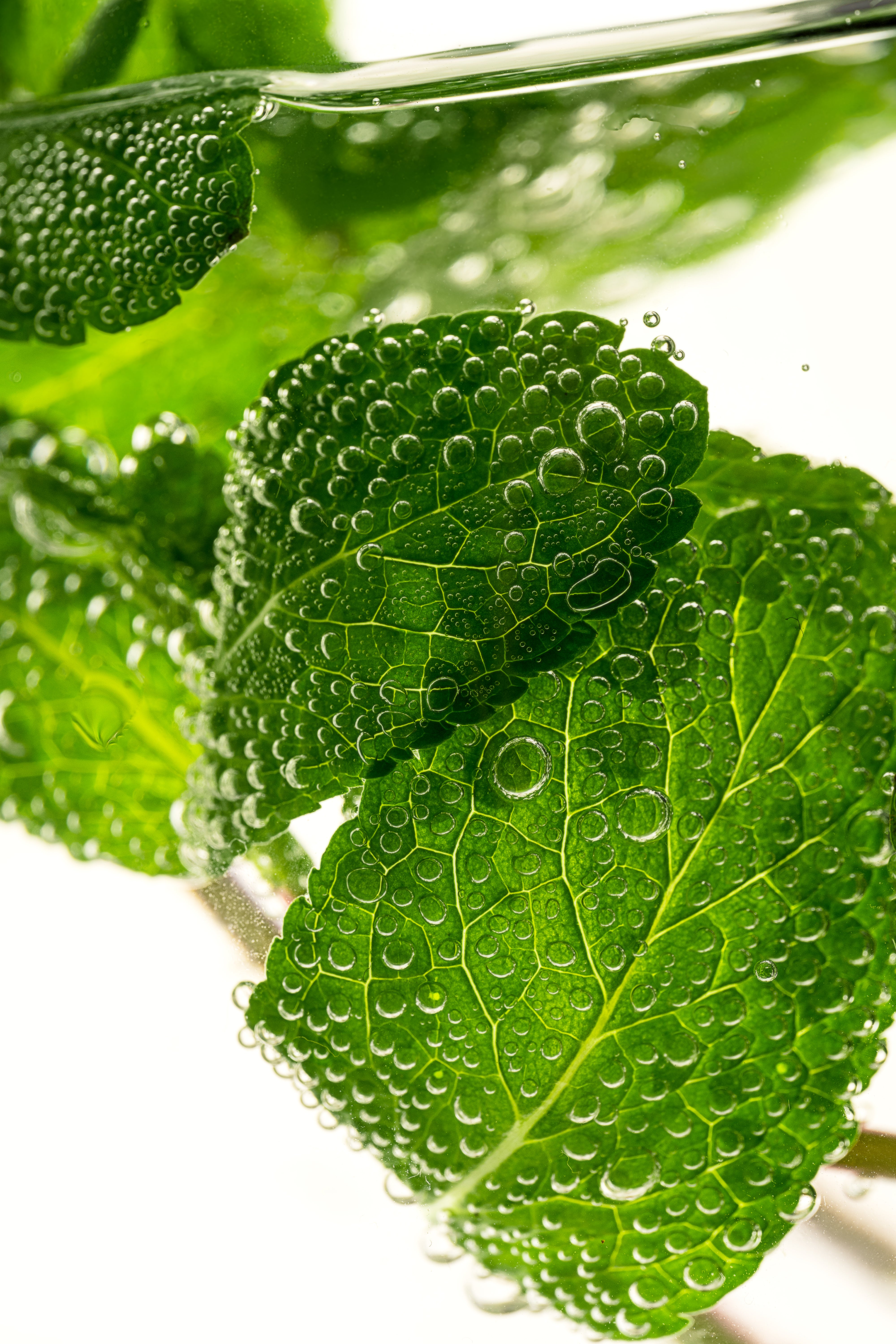 frische Minzblätter in Wasser