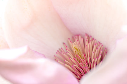 Magnolienblüten-Extrakt