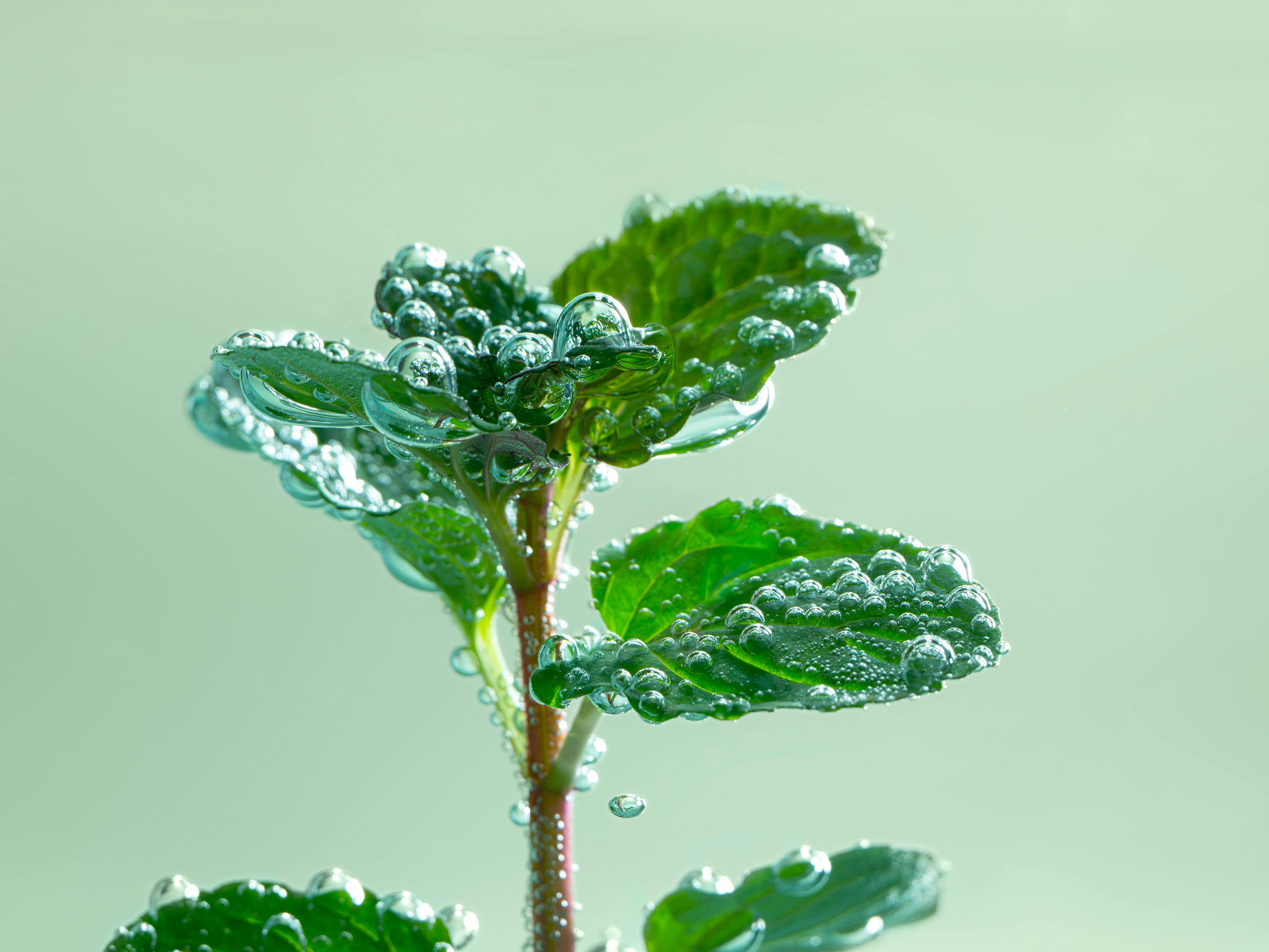 Pflanze im Wasser mit Luftblasen
