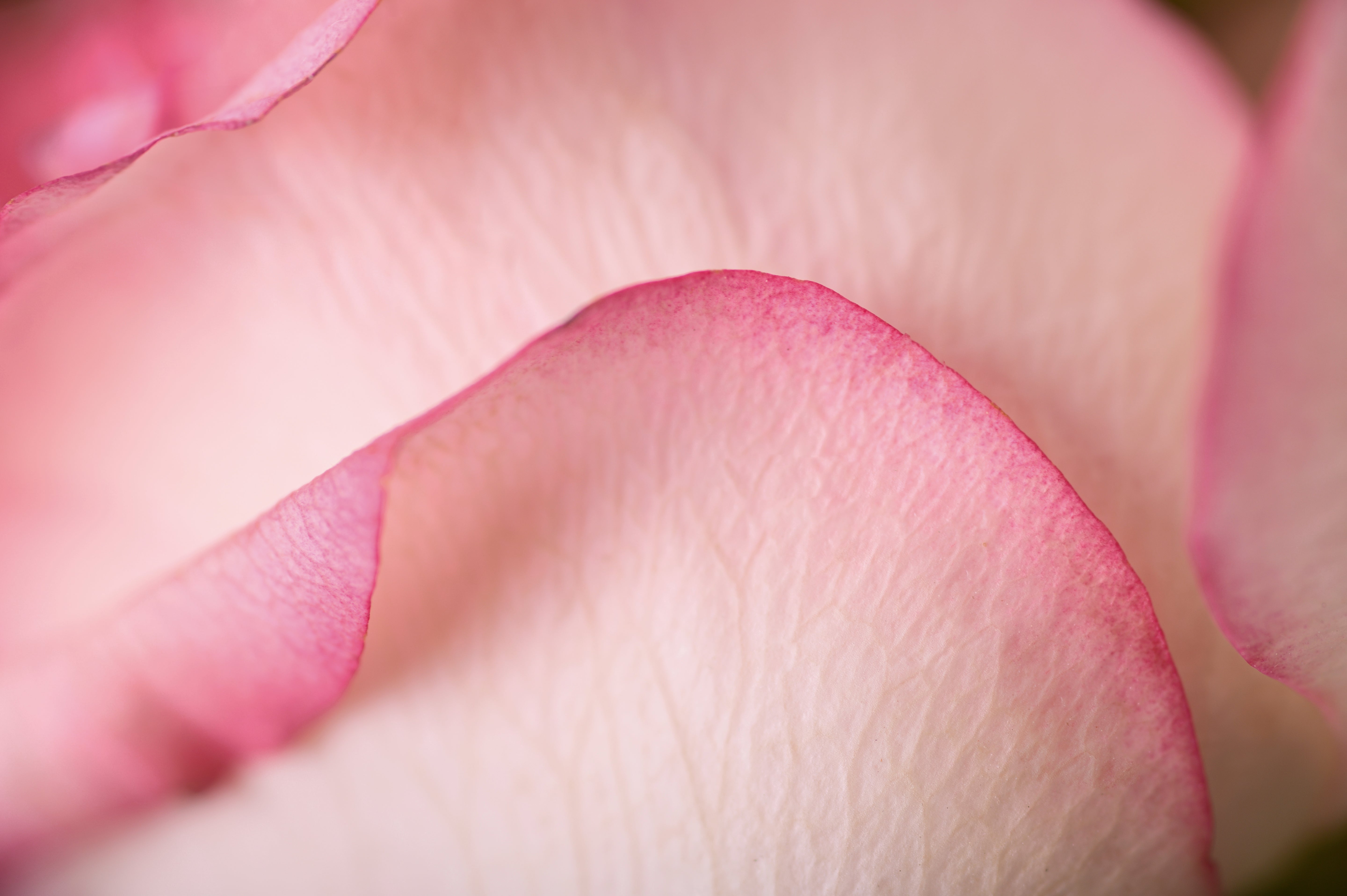 Nahaufnahme einer Blüte mit weiß pink gefärbten Blättern