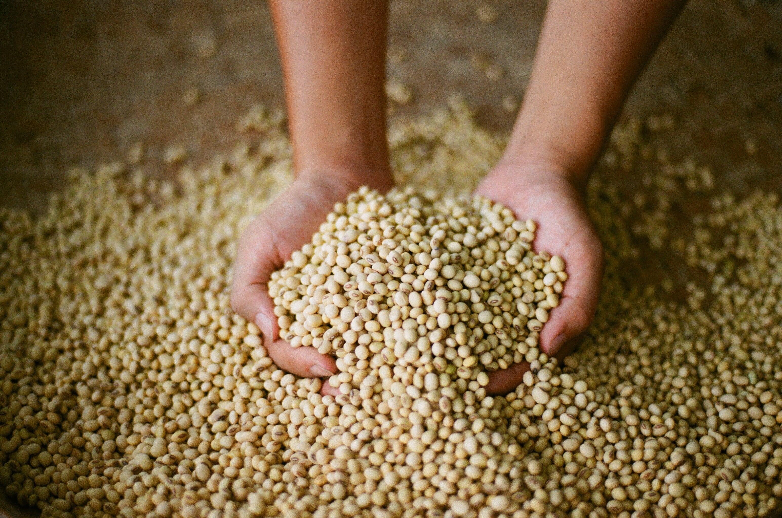 Zwei Hände greifen in Sojabohnen