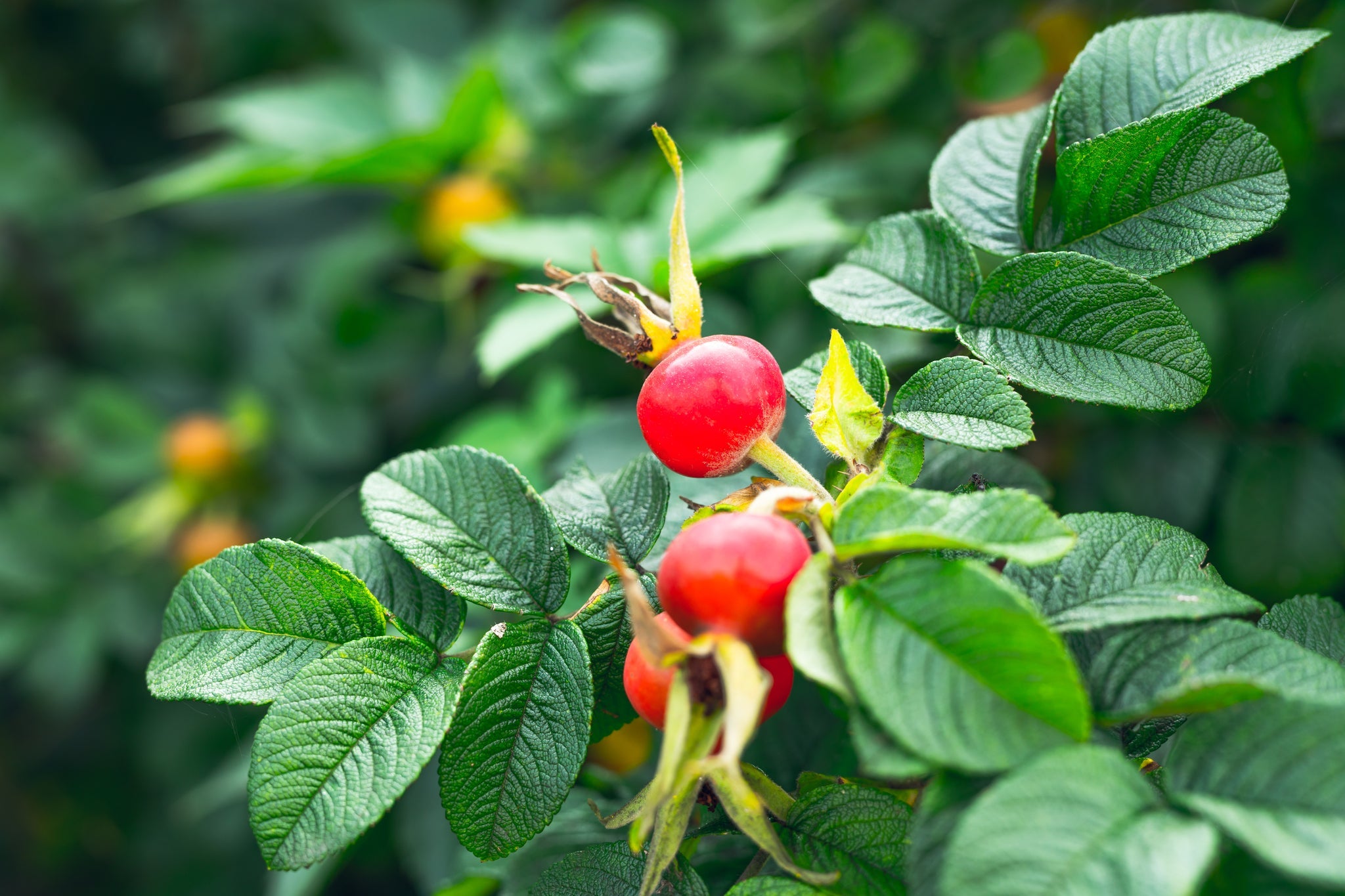 Nahaufnahme roter Hagebutten an einem grünen Strauch.
