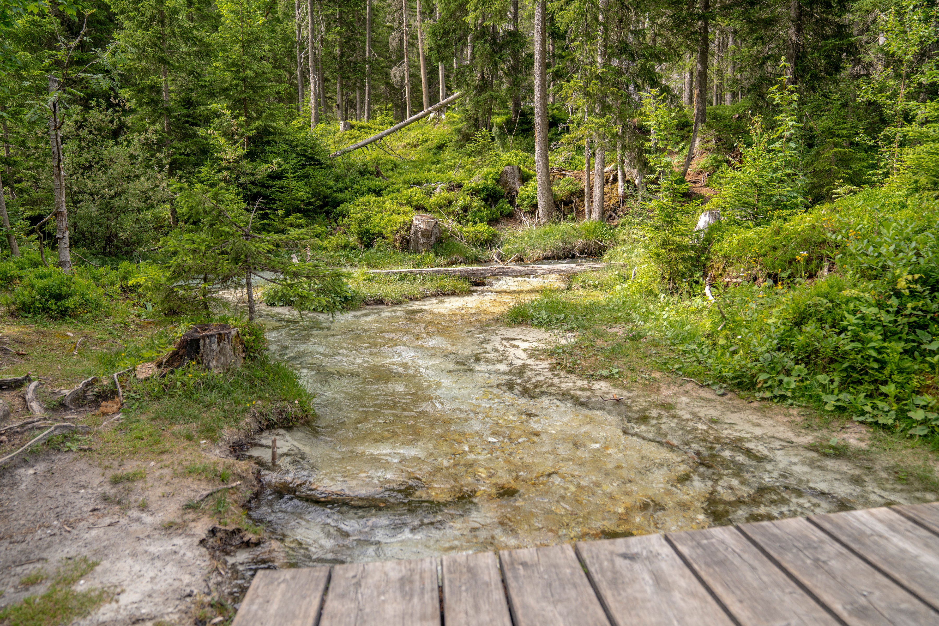 Klarer Bach inmitten eines grünen Waldes