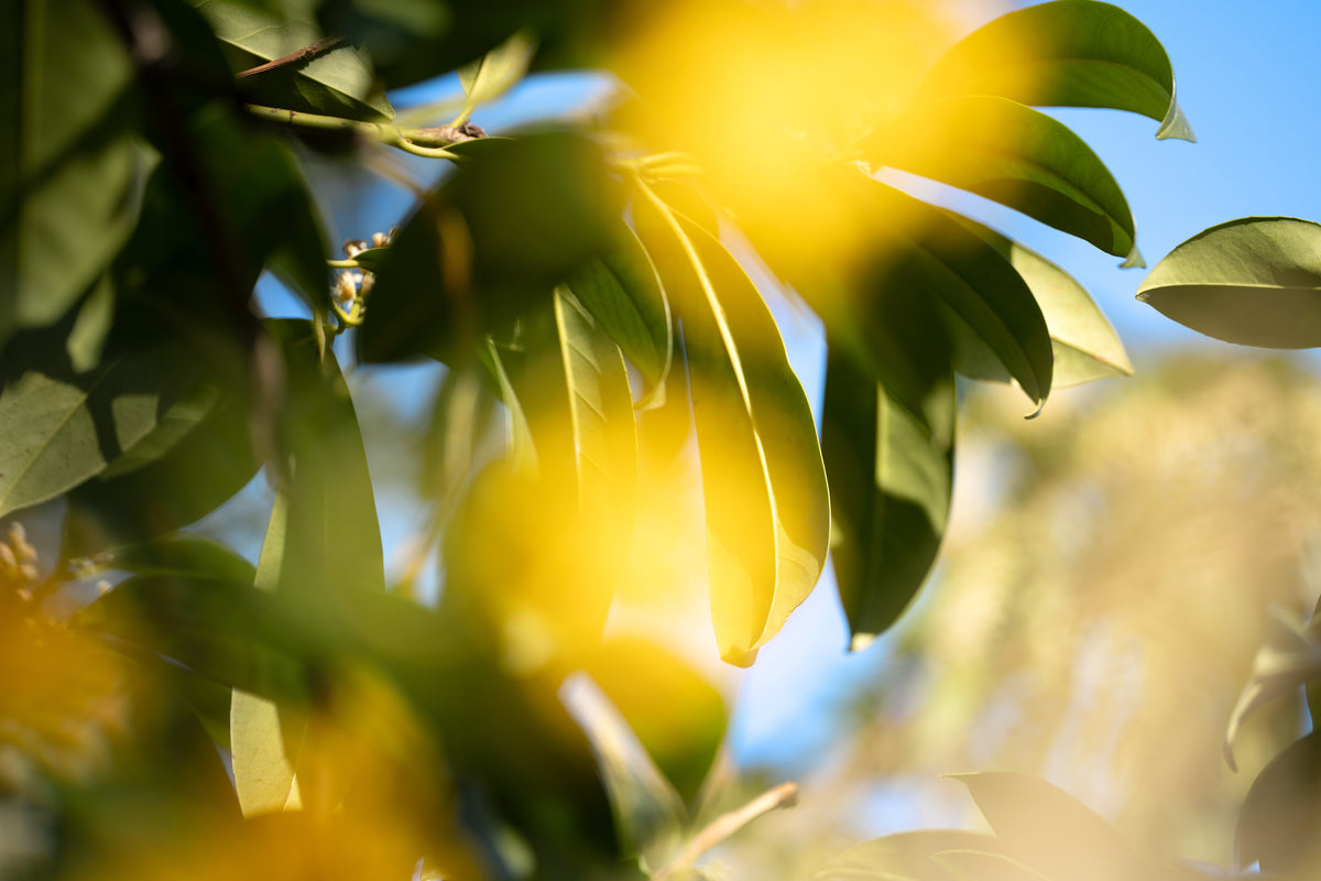 Nachaufnahme von Blättern an einem Baum mit orangenen Sonnenflecken