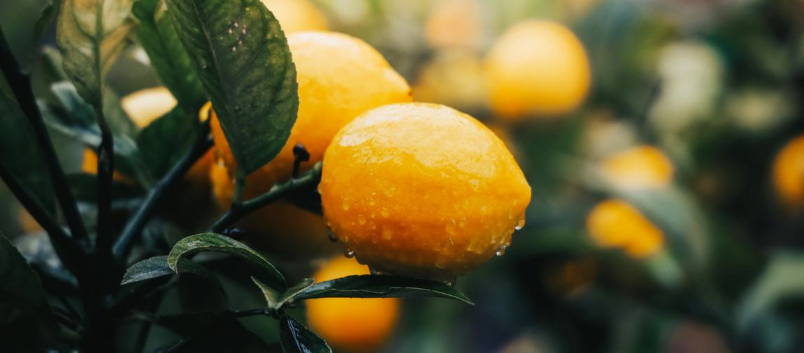 Frische Zitronen am Baum mit Wassertropfen