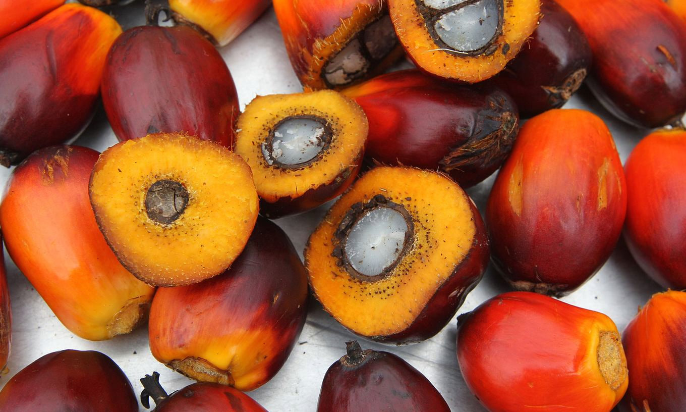 Ölpalmenfrüchte in Nahaufnahme, rote Kerne mit orangefarbenem Fruchtfleisch