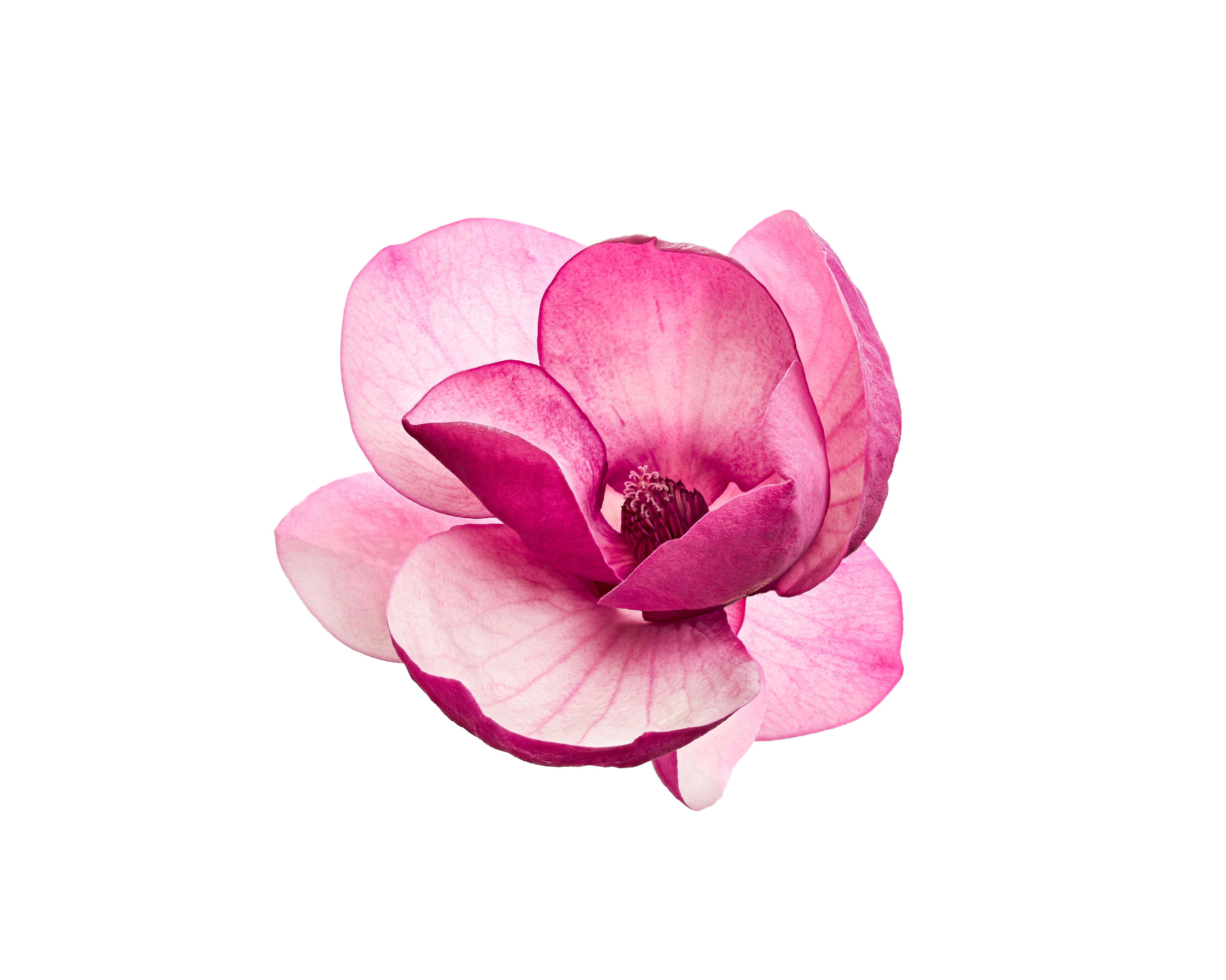 Rosa Magnolienblüte mit geöffneten Blütenblättern auf weißem Hintergrund.