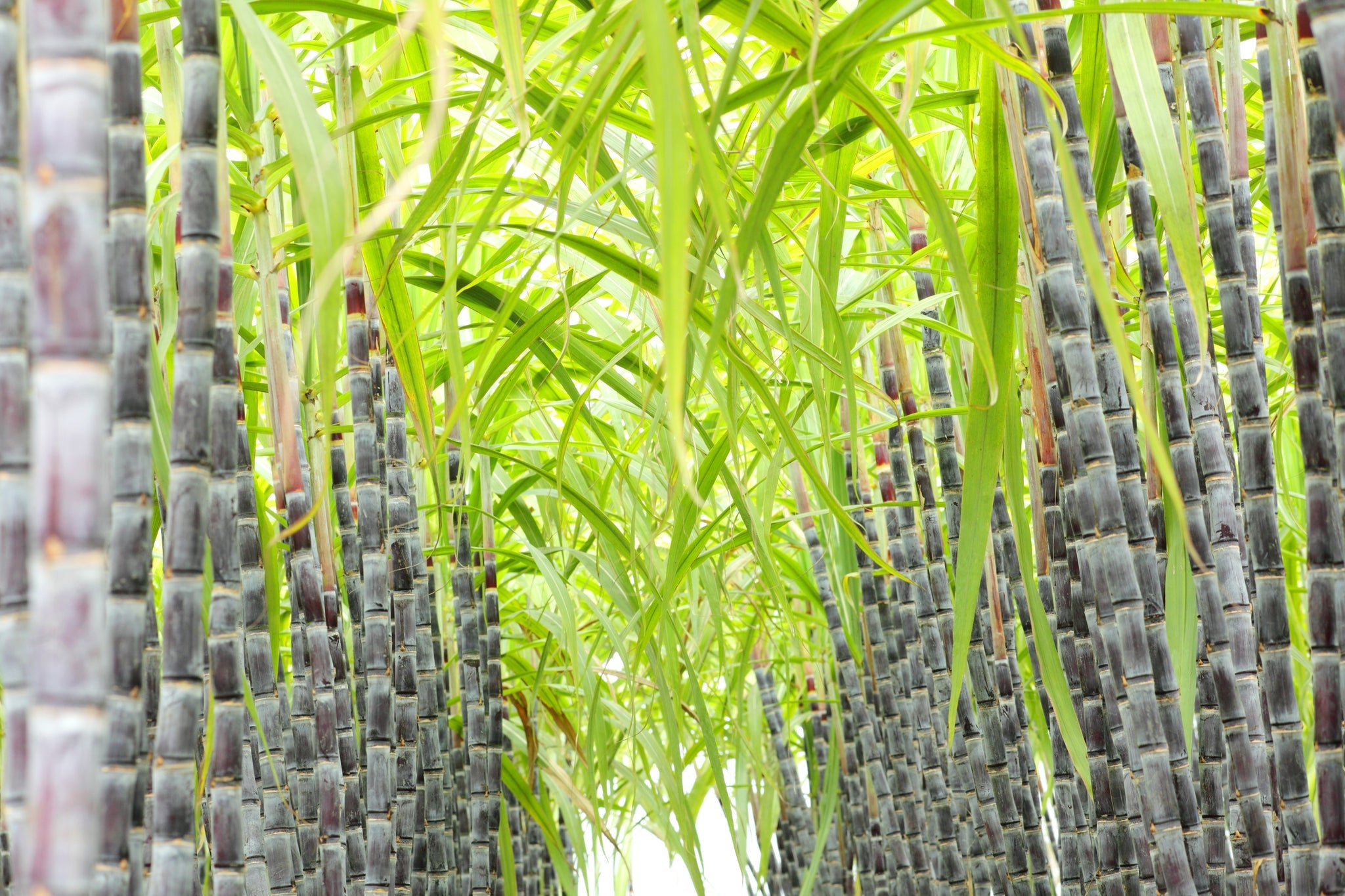 Frisches Zuckerrohrfeld mit grünen Blättern und hohen, lilafarbenen Zuckerrohrstangen.
