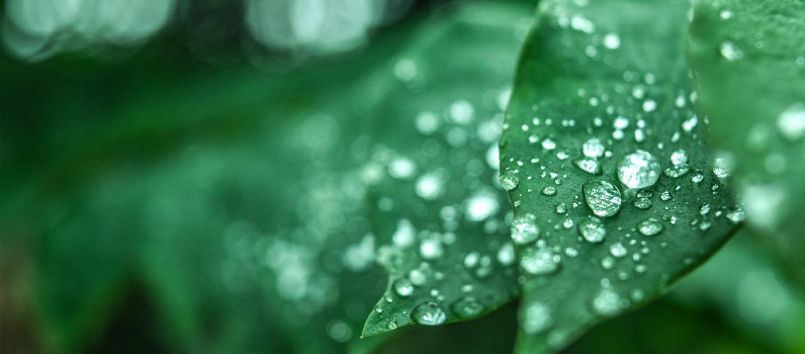 Makro: grünes Blatt mit Wassertropfen, Naturhintergrund