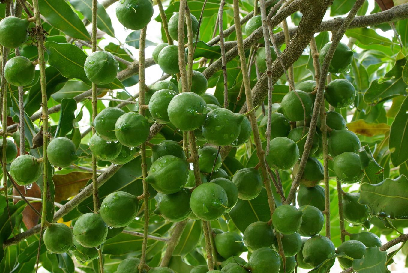 Eine Nuss Fällt Vom Baum