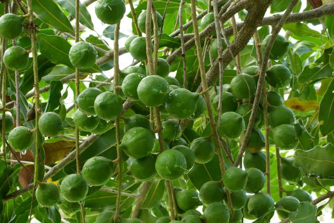 Macadamiaöl ein leicht verteilbares BeautyÖl mit hohem